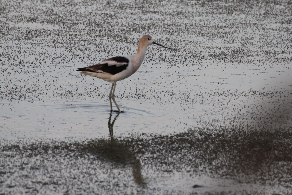 American Avocet - ML639647749