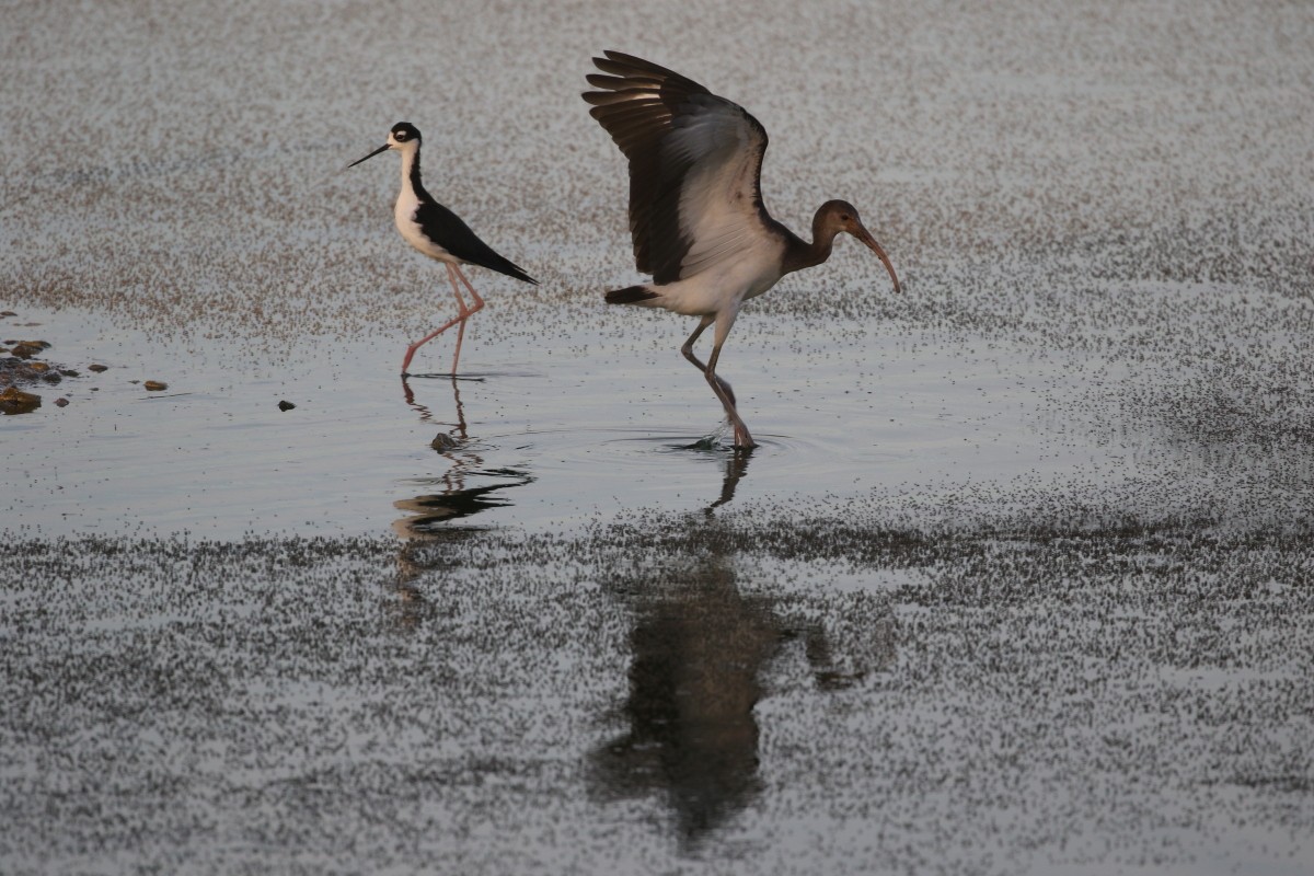 White Ibis - ML639647754