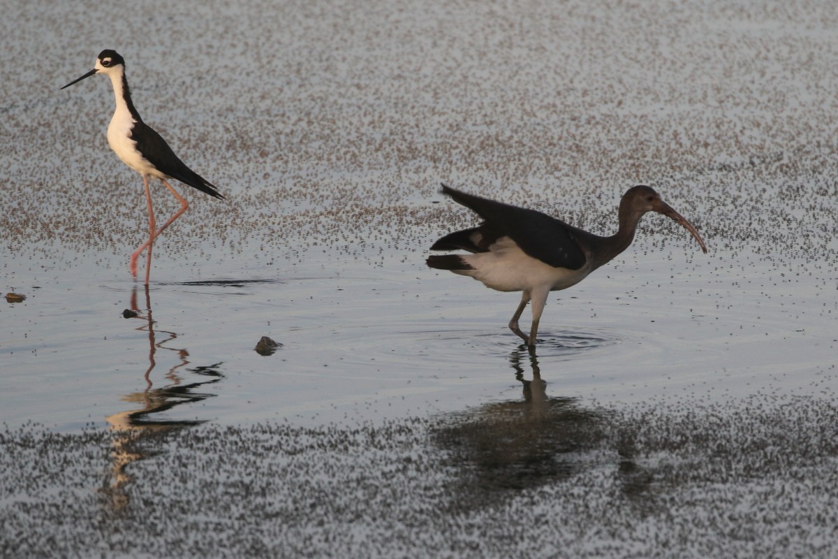 White Ibis - ML639647755
