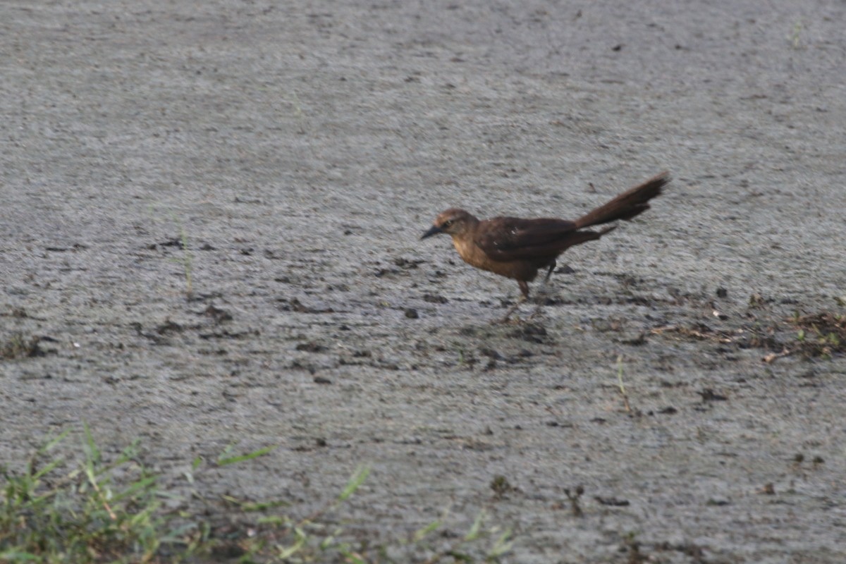 Great-tailed Grackle (Great-tailed) - ML639647760