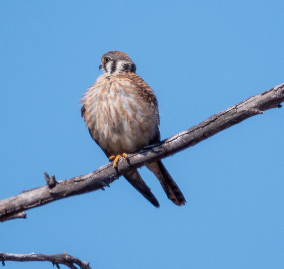 American Kestrel - ML639647783
