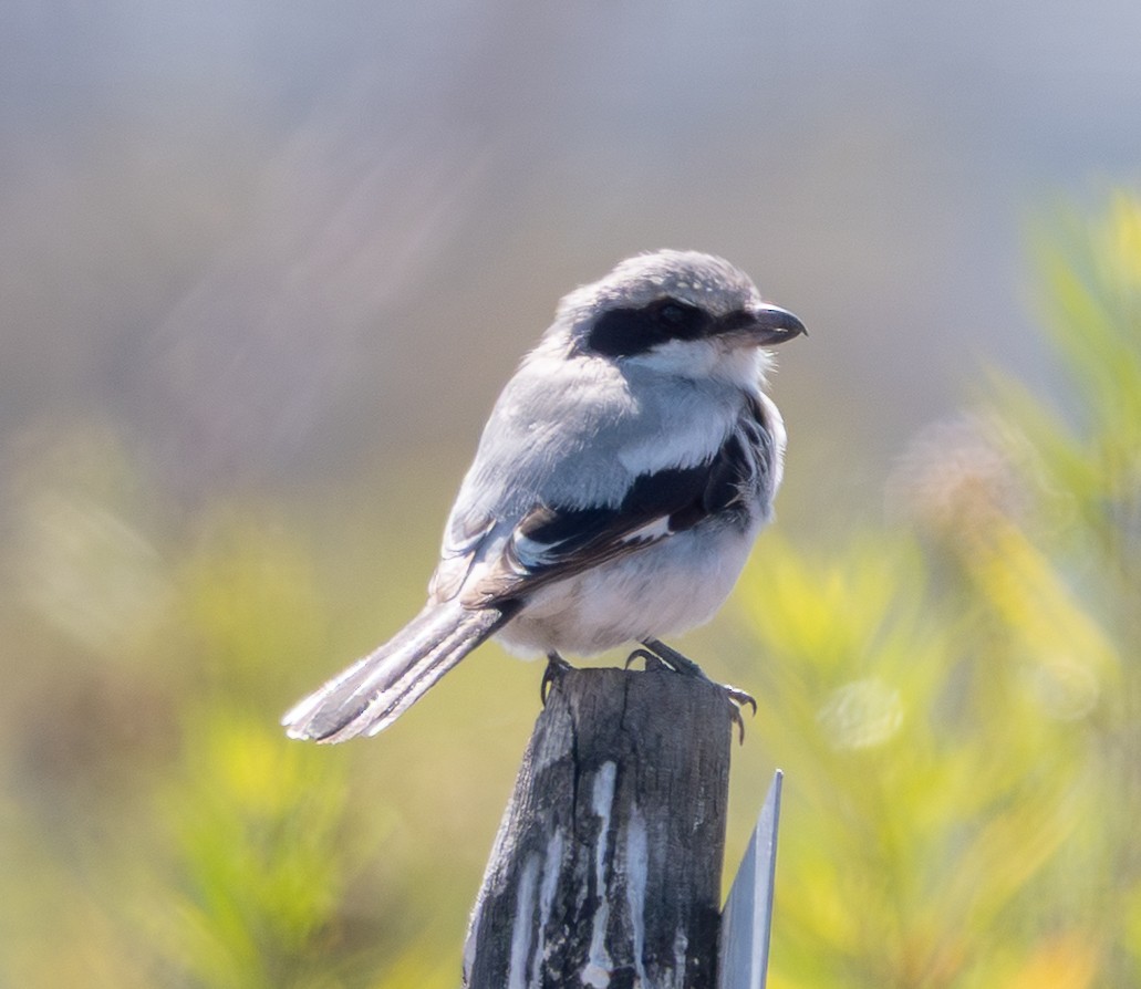 Loggerhead Shrike - ML639647789