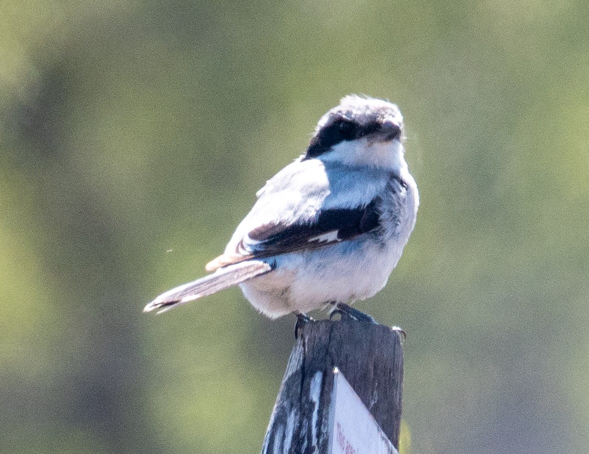 Loggerhead Shrike - ML639647790