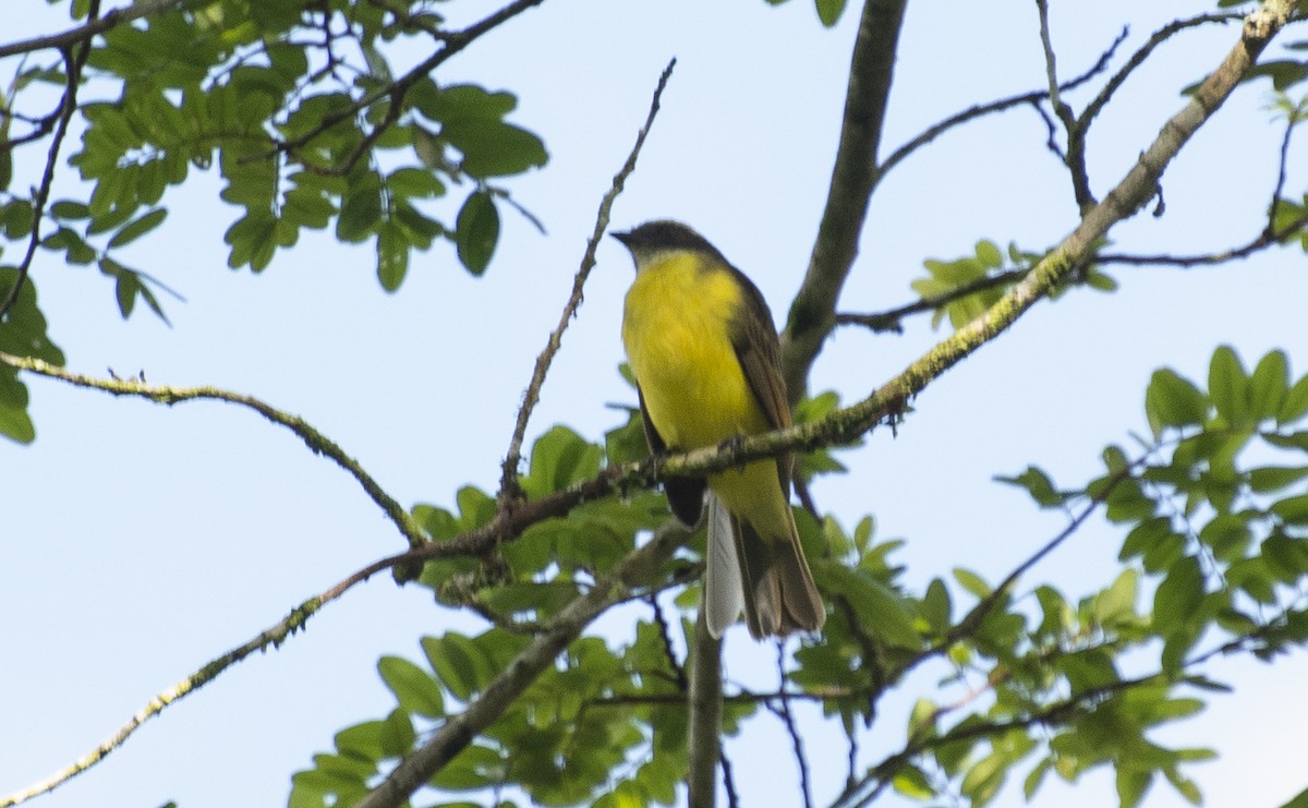 Social Flycatcher - ML639647794