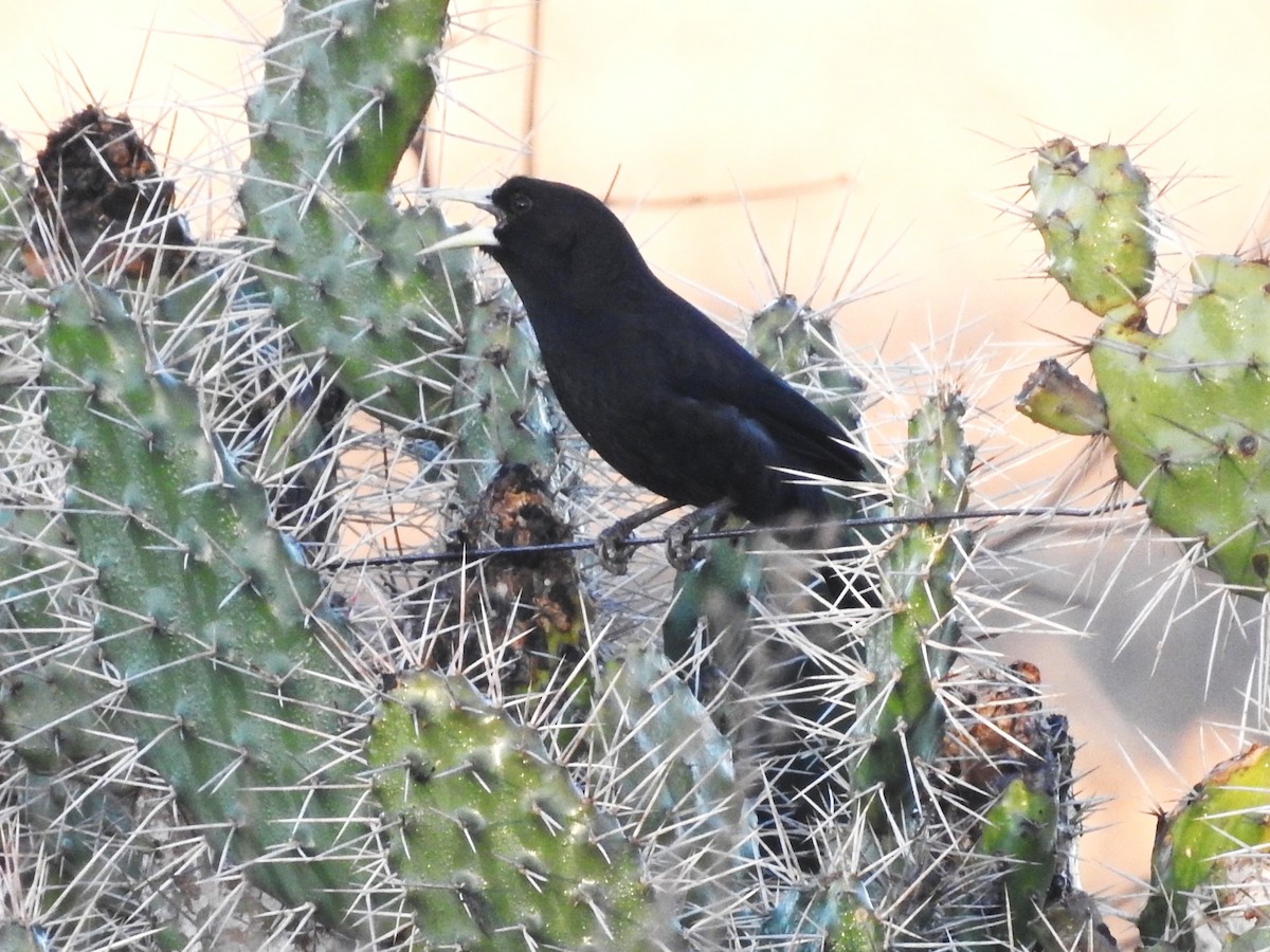 Solitary Black Cacique - ML639647802