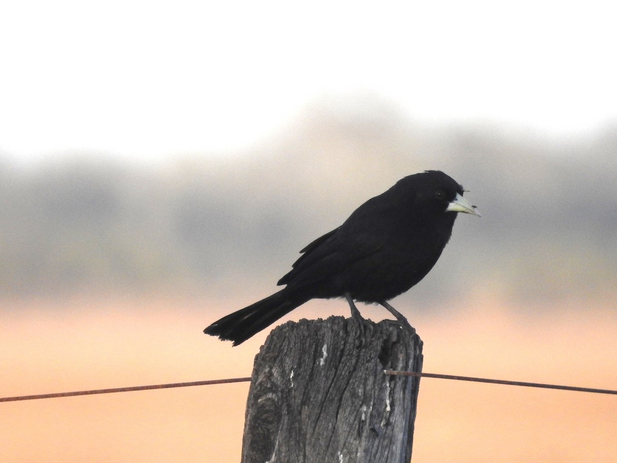Solitary Black Cacique - ML639647803