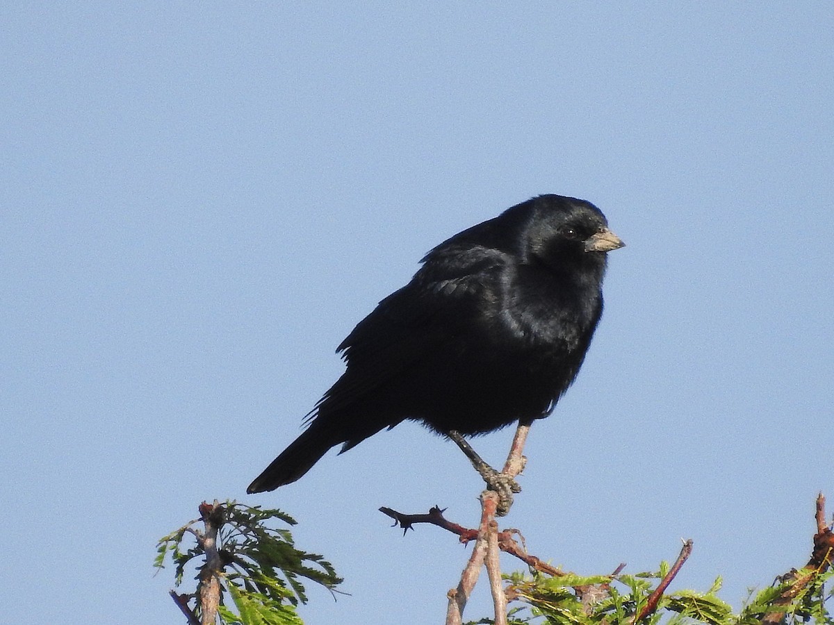 Screaming Cowbird - ML639647807