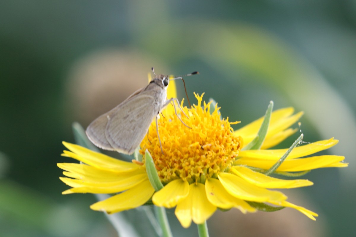 Eufala Skipper - ML639647828