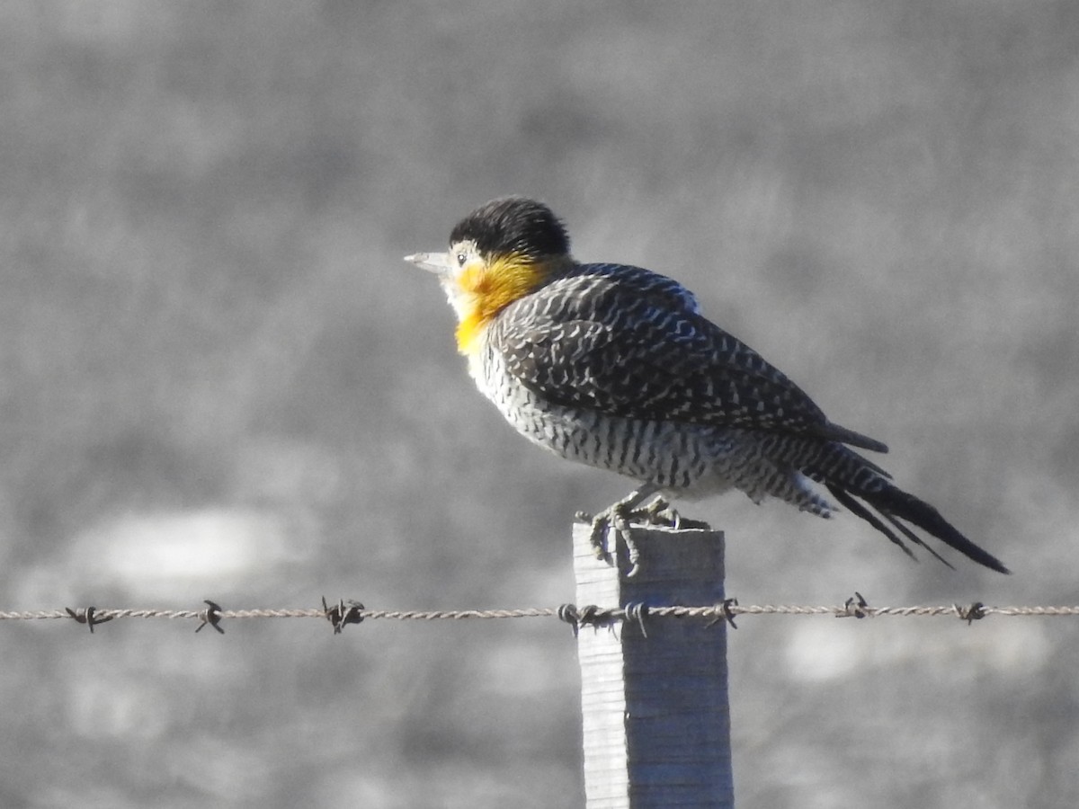 Campo Flicker - ML639647840