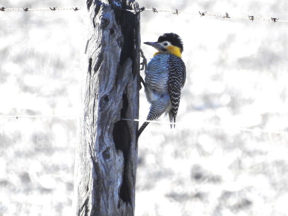 Campo Flicker - ML639647841