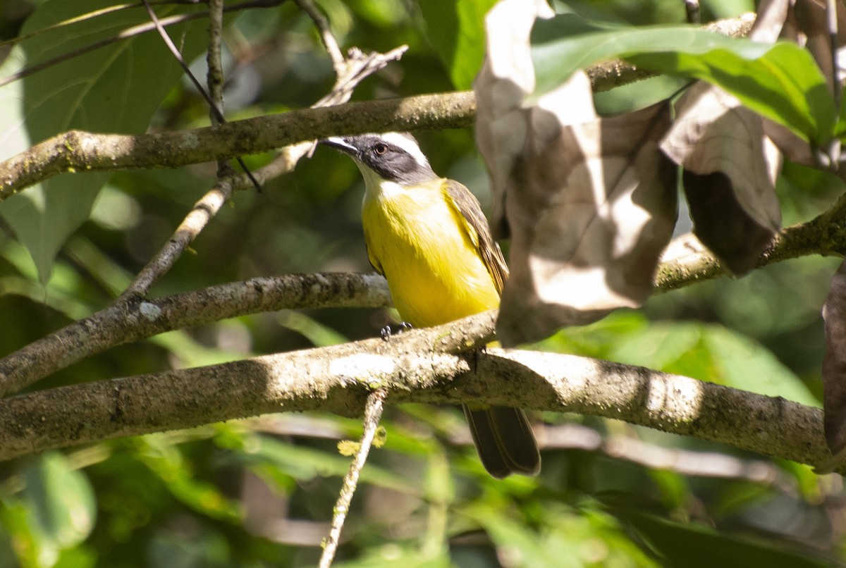 Social Flycatcher - ML639647892