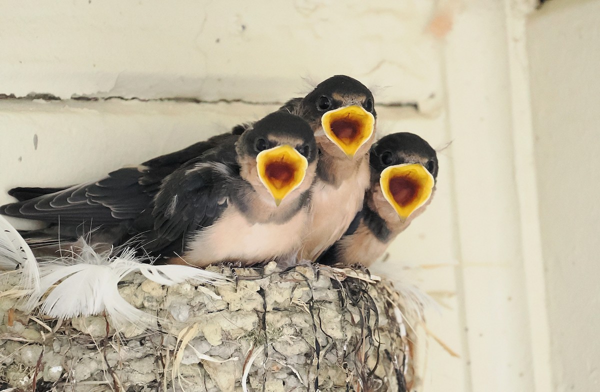 Golondrina Común - ML639647896