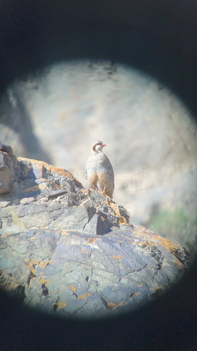 Przevalski's Partridge - ML639647957