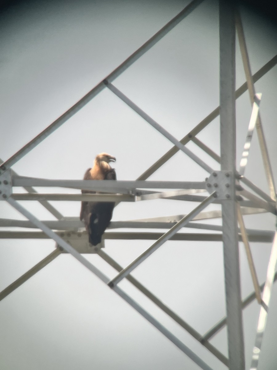 Pallas's Fish-Eagle - ML639647976