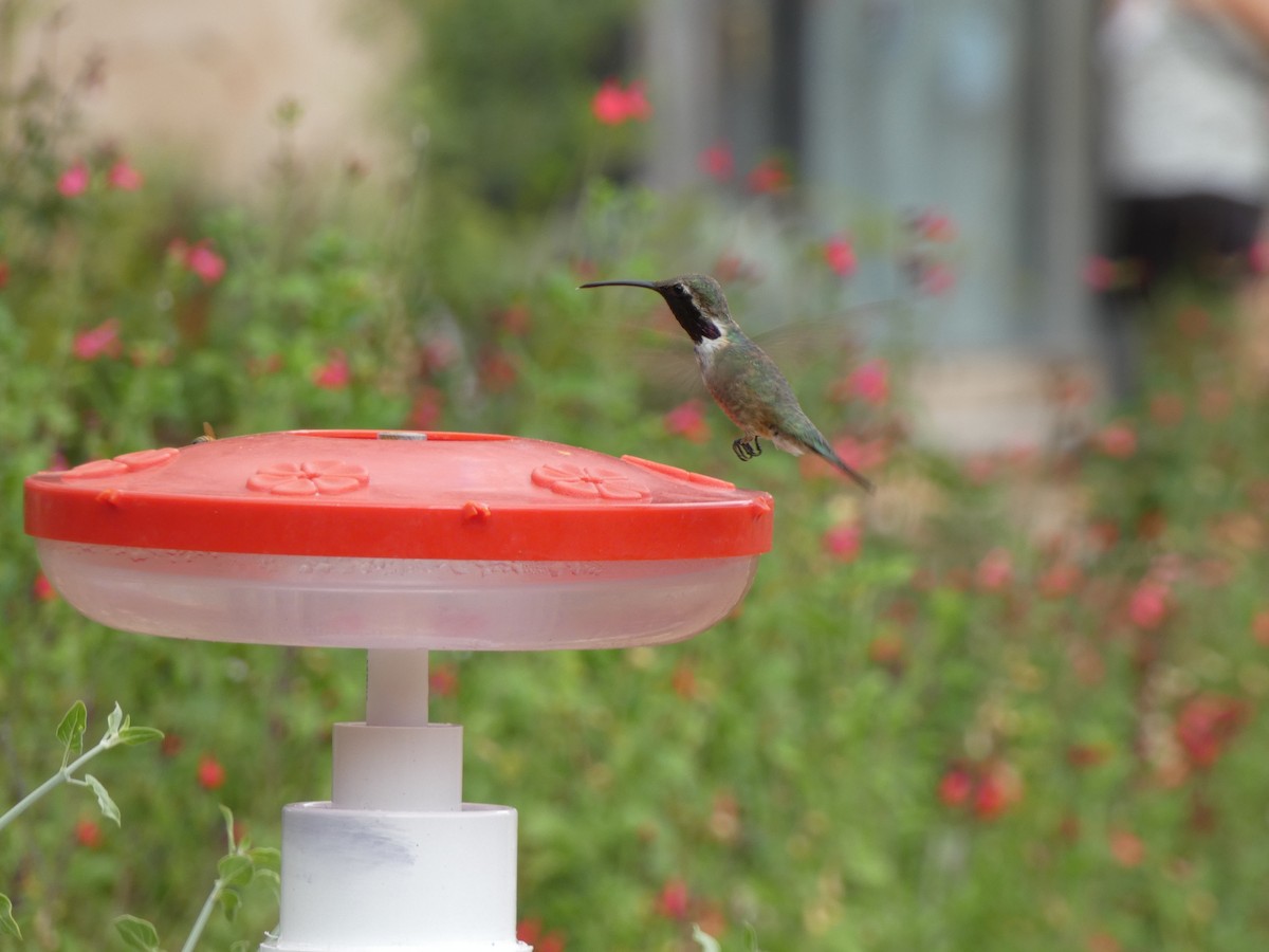 Lucifer Hummingbird - ML639648014