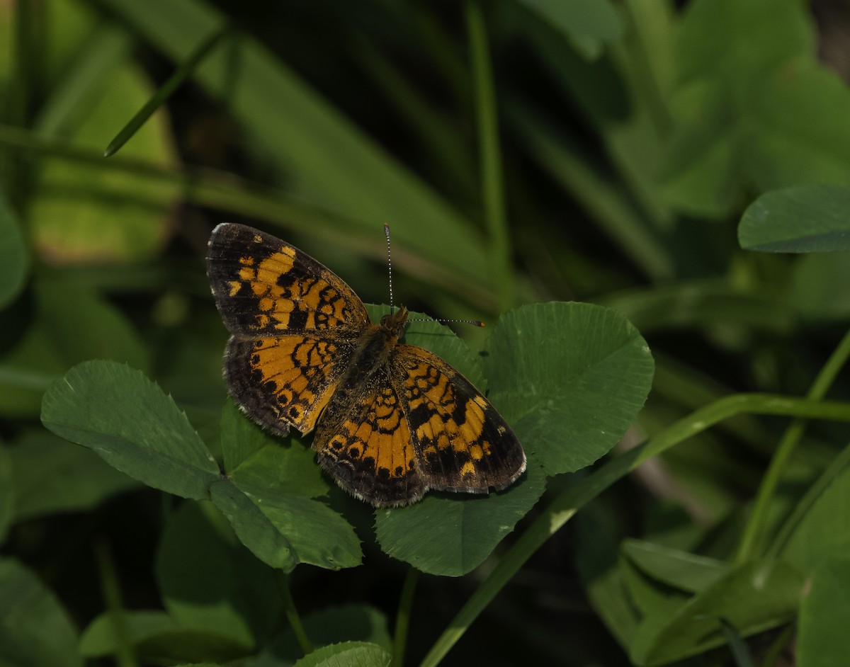 Pearl Crescent - ML639648050
