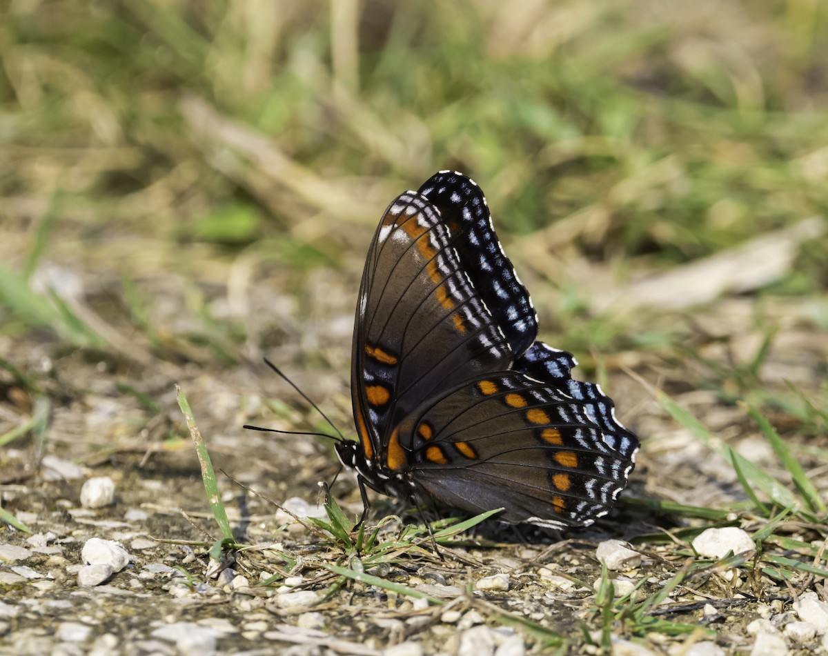 Red-spotted Purple - ML639648051