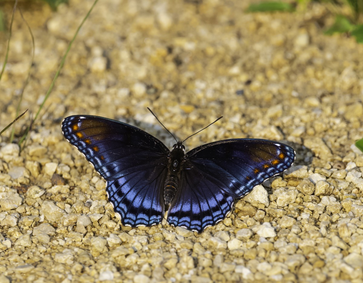 Red-spotted Purple - ML639648052