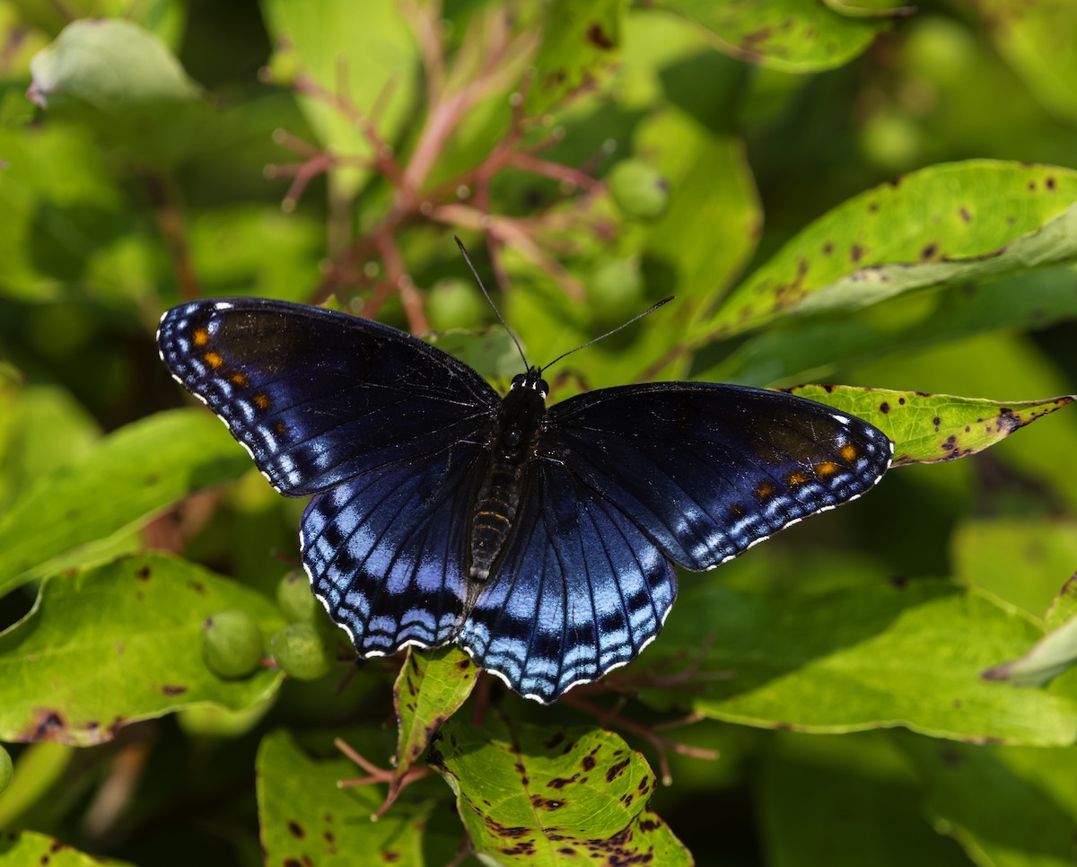Red-spotted Purple - ML639648054