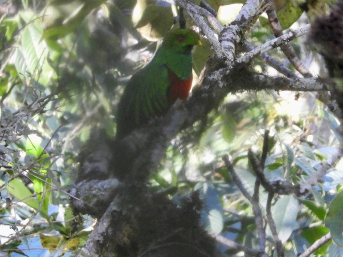 Crested Quetzal - ML639648057
