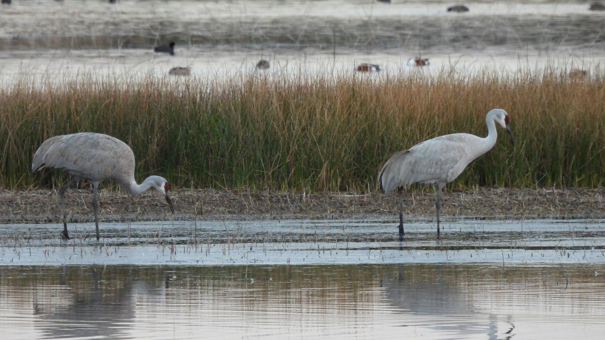 Sandhill Crane - ML639648177