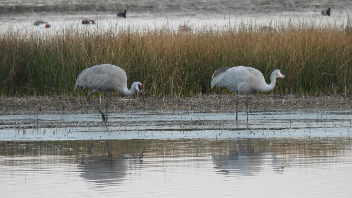 Sandhill Crane - ML639648178