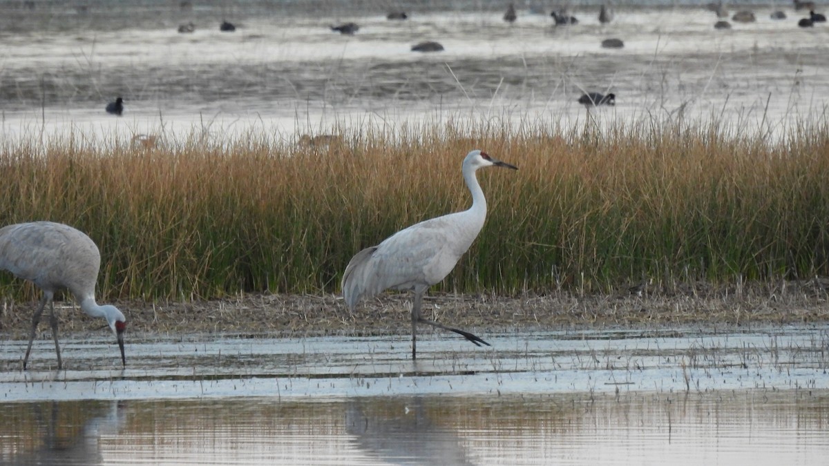 Sandhill Crane - ML639648179