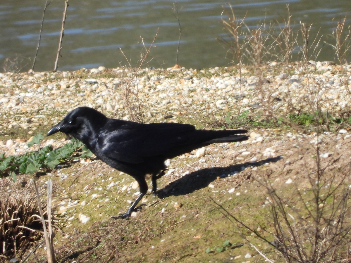 crow/raven sp. - ML639648231