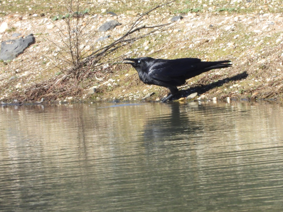 crow/raven sp. - ML639648248