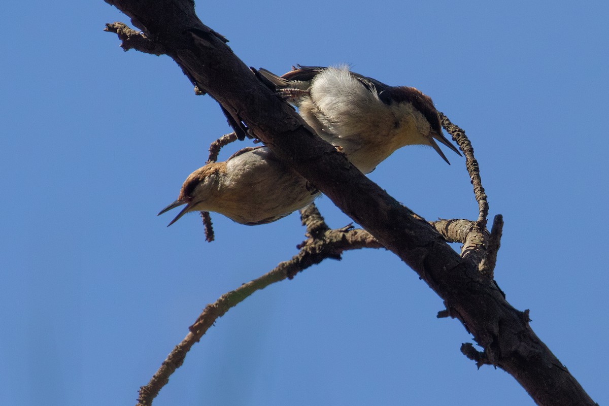 Brown-headed Nuthatch - ML639648441