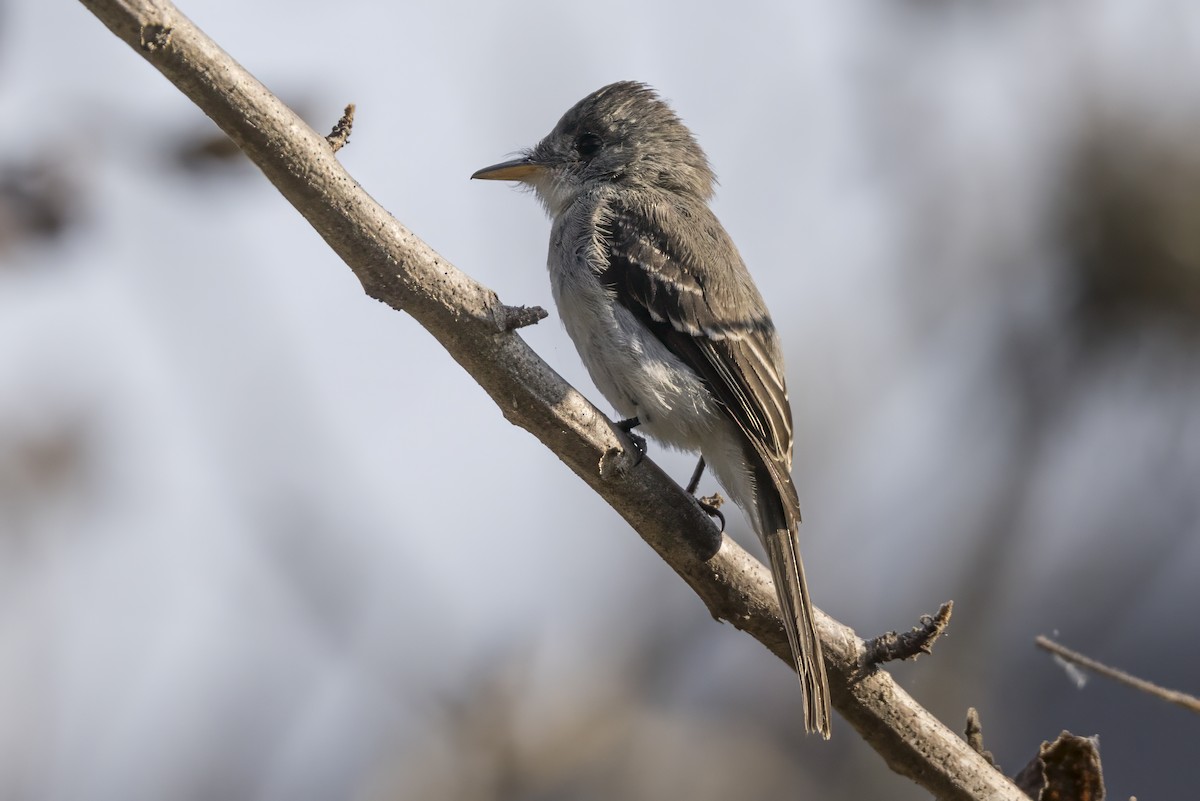 Tumbes Pewee - ML639648443