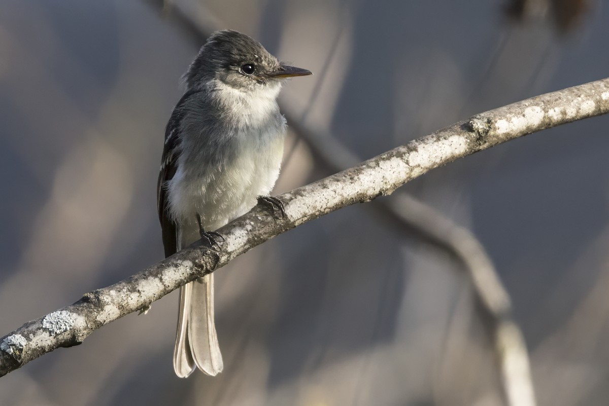 Tumbes Pewee - ML639648444