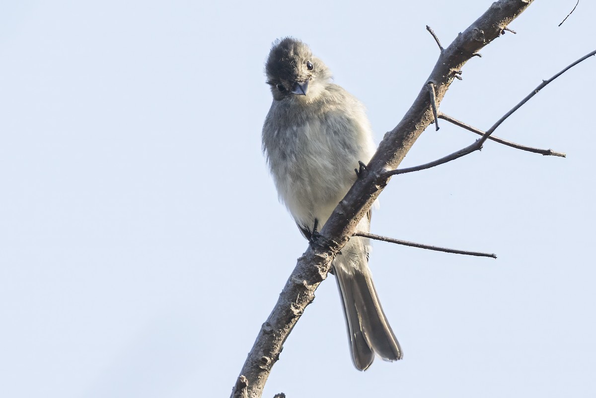 Tumbes Pewee - ML639648445