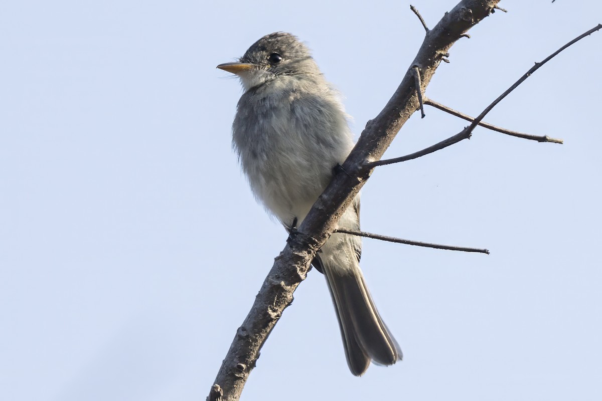 Tumbes Pewee - ML639648446