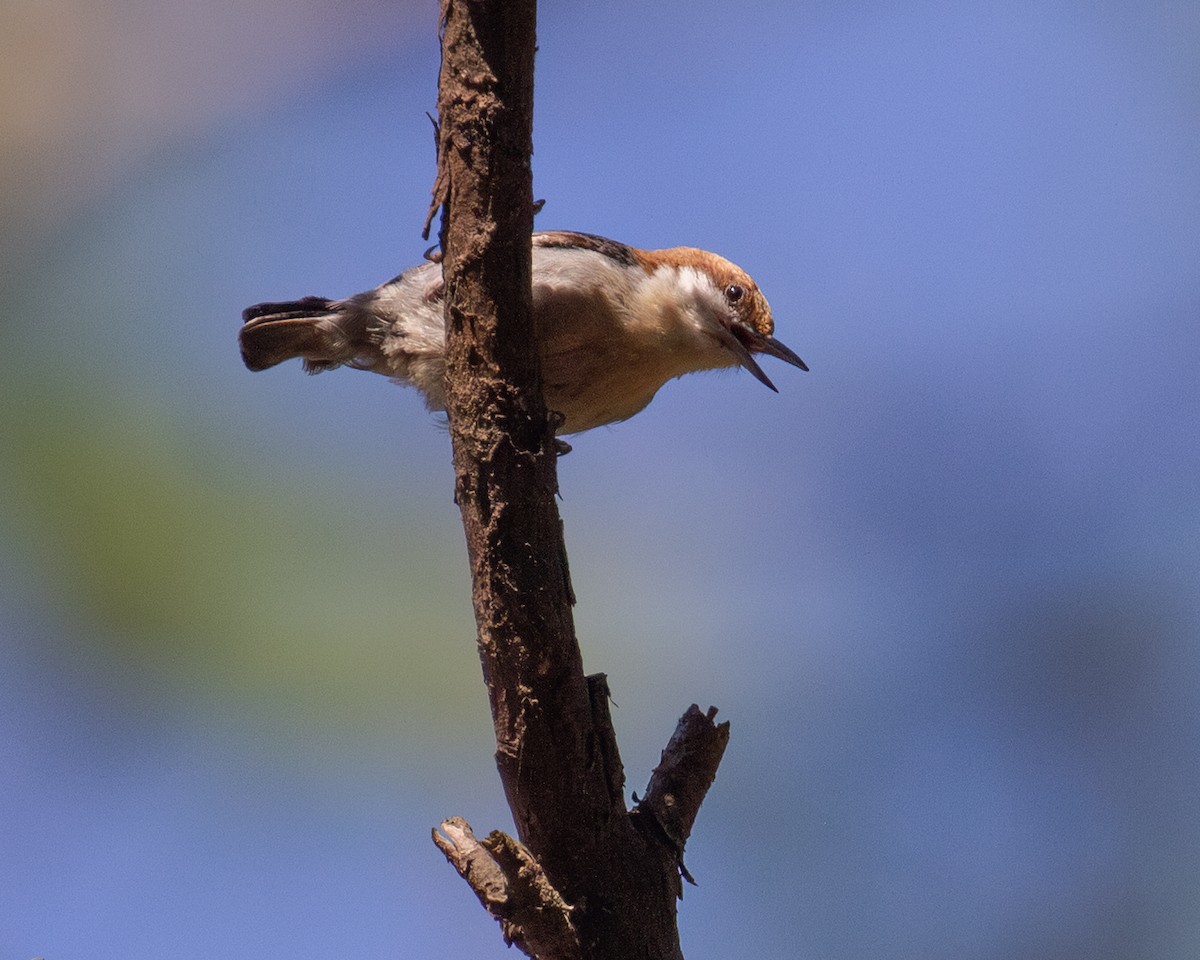 Brown-headed Nuthatch - ML639648447