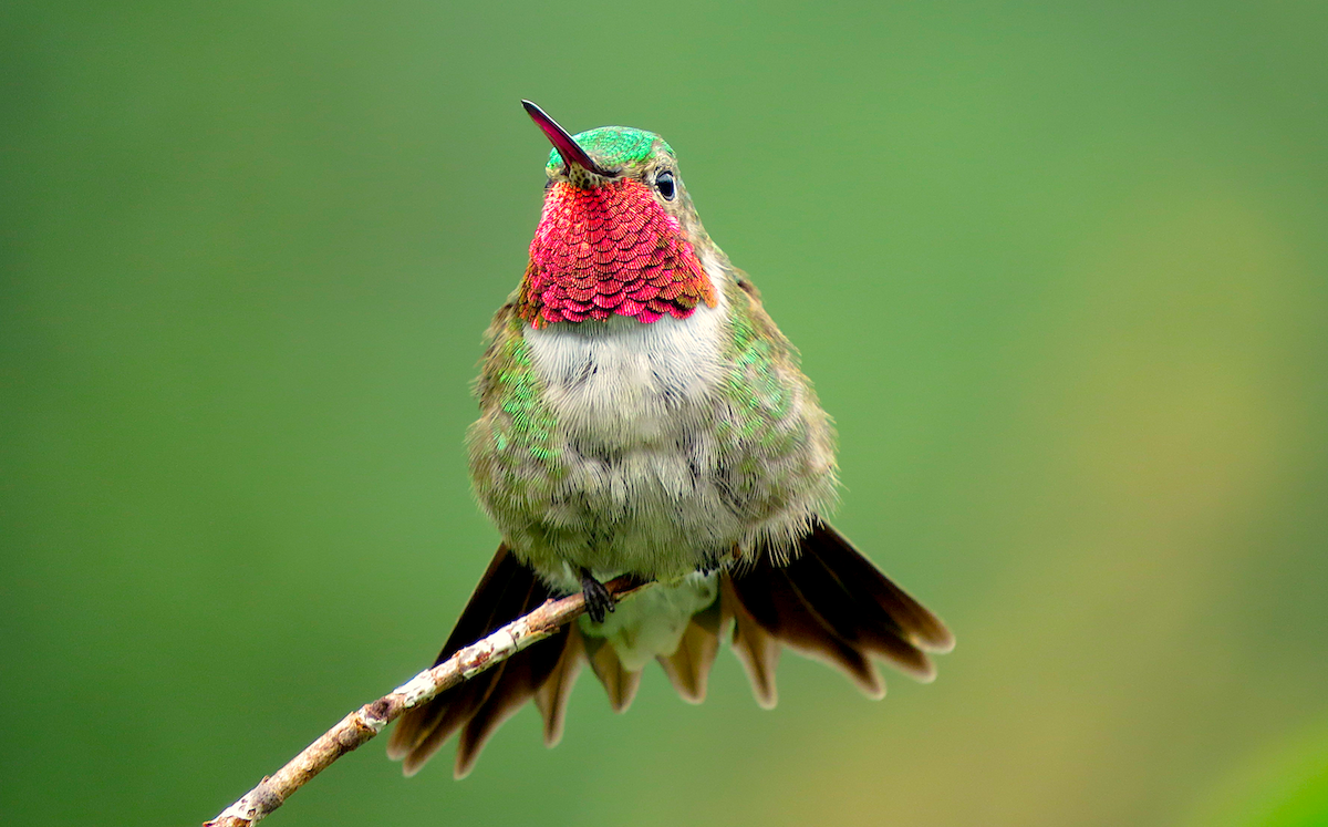 Broad-tailed Hummingbird - Ted Floyd