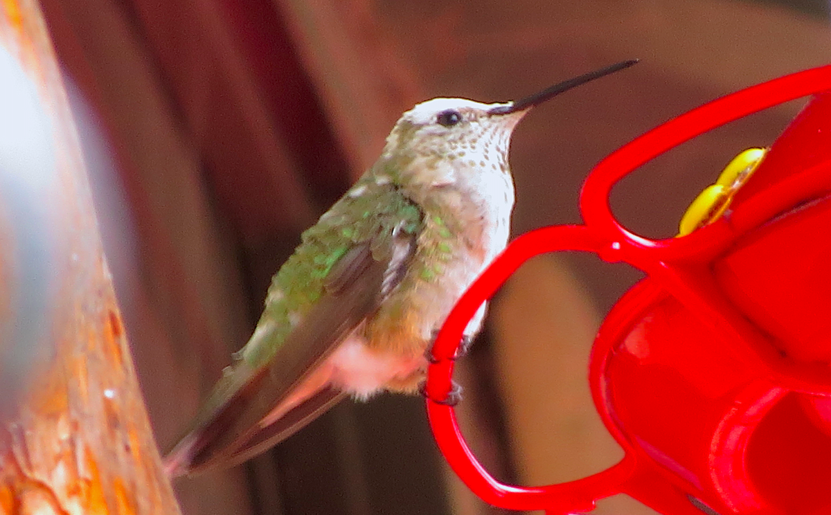 Broad-tailed Hummingbird - Ted Floyd