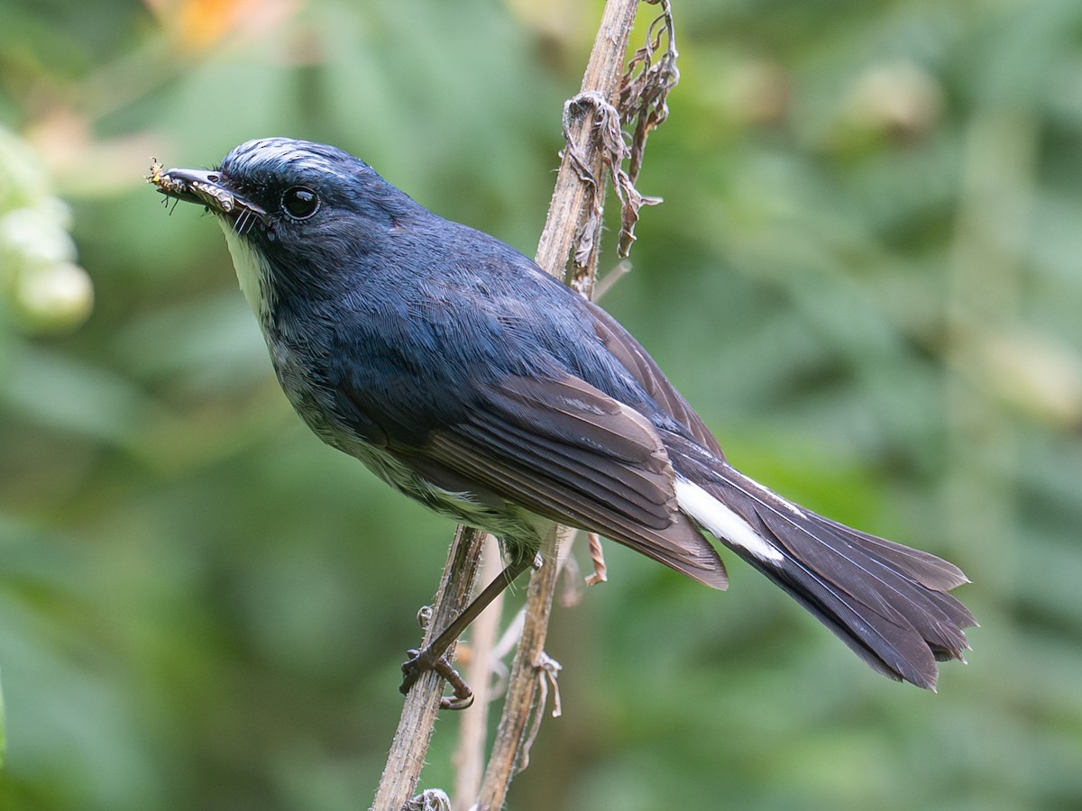 Slaty-blue Flycatcher - ML639648694