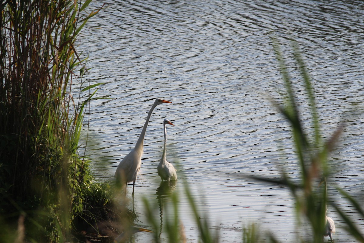 Great Egret - ML639648718