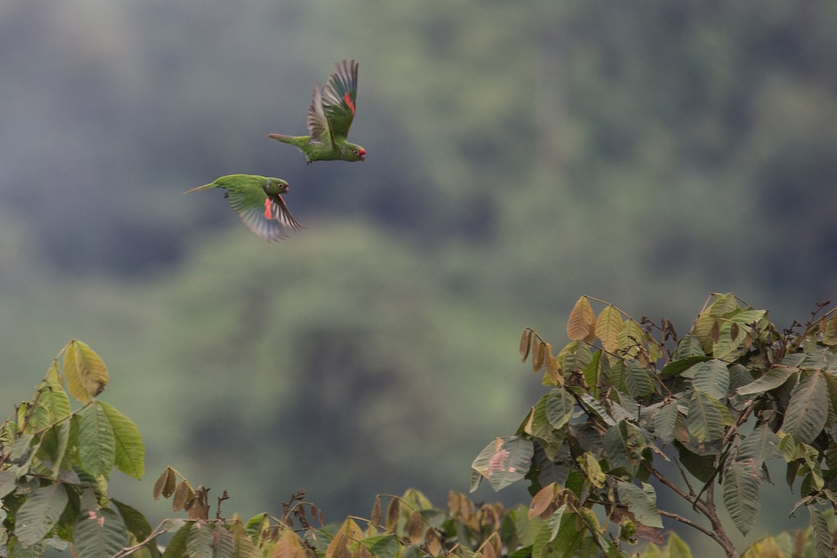 ecuadorparakitt - ML639648733