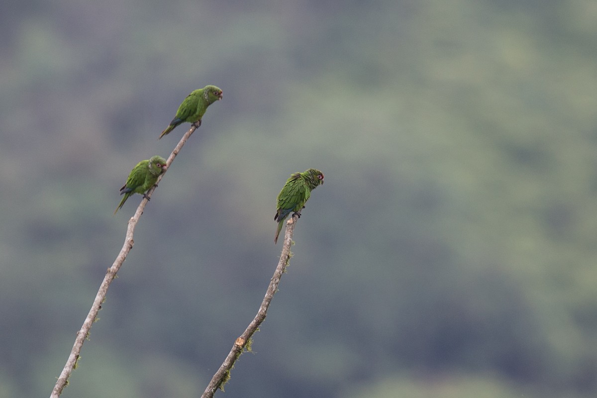 ecuadorparakitt - ML639648734