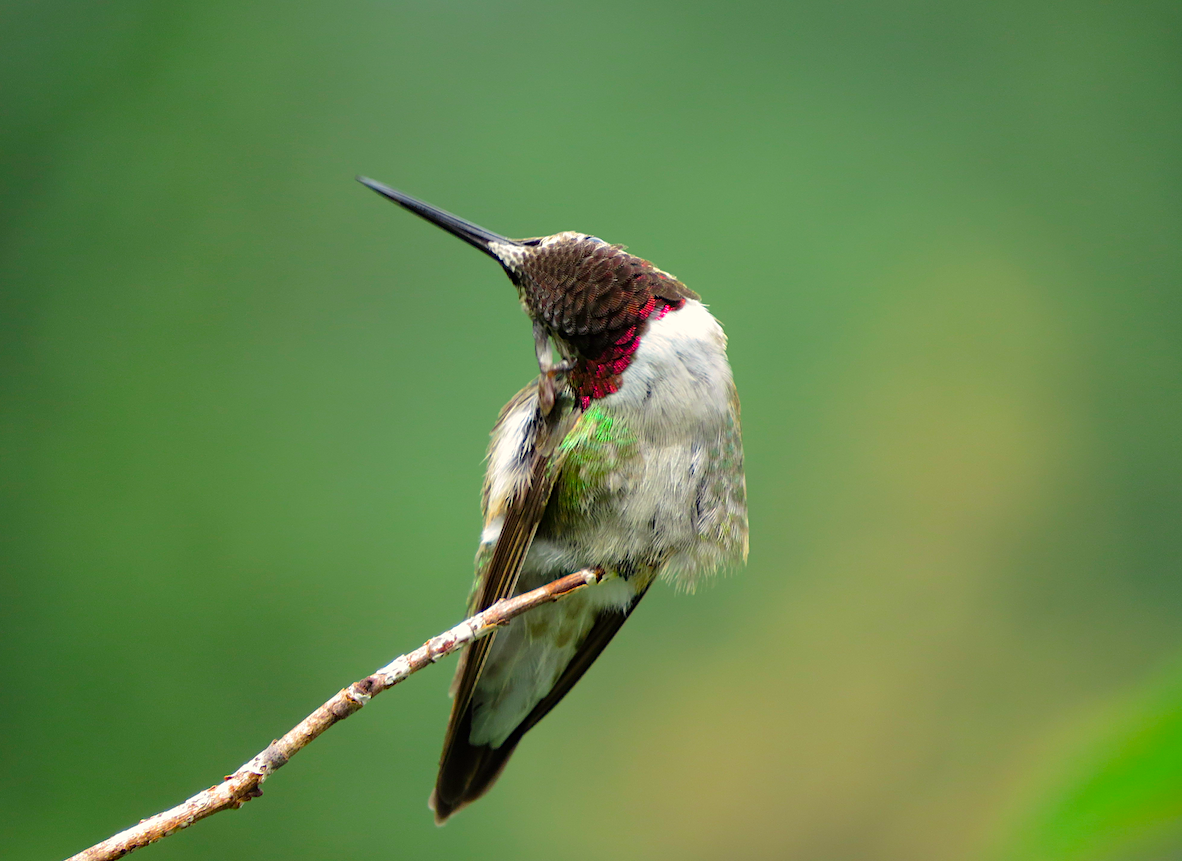 Geniş Kuyruklu Kolibri - ML63964891