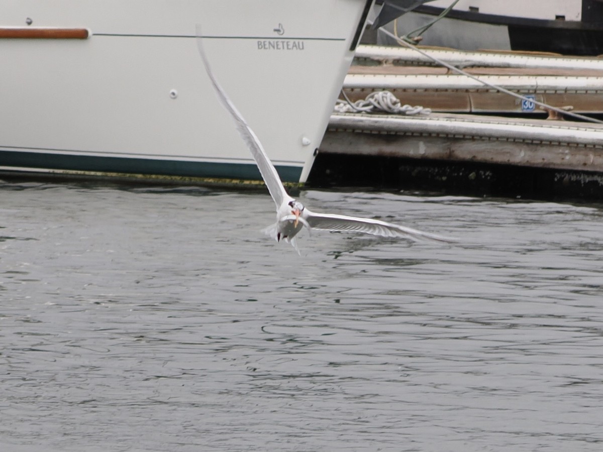 Elegant Tern - ML639648937