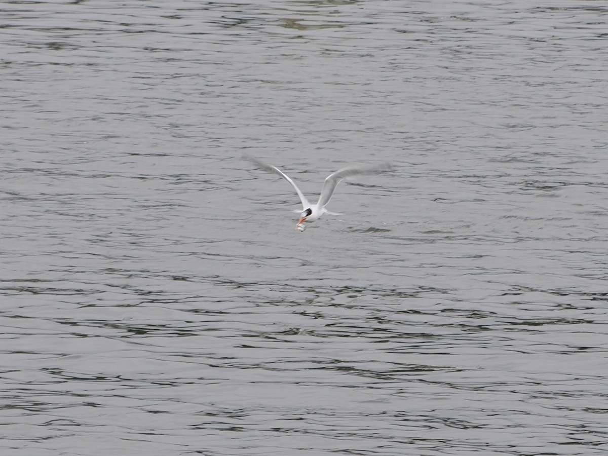 Elegant Tern - ML639648938