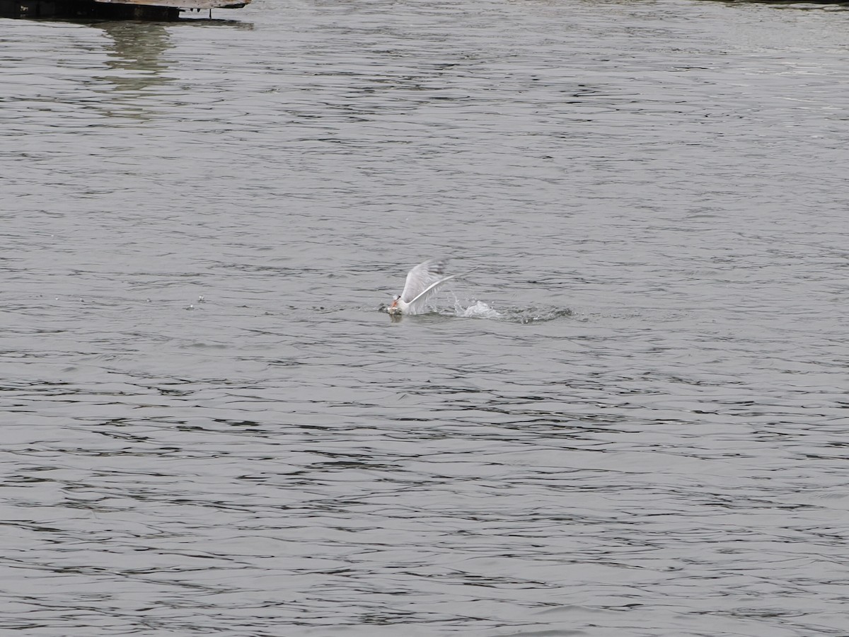Elegant Tern - ML639648939