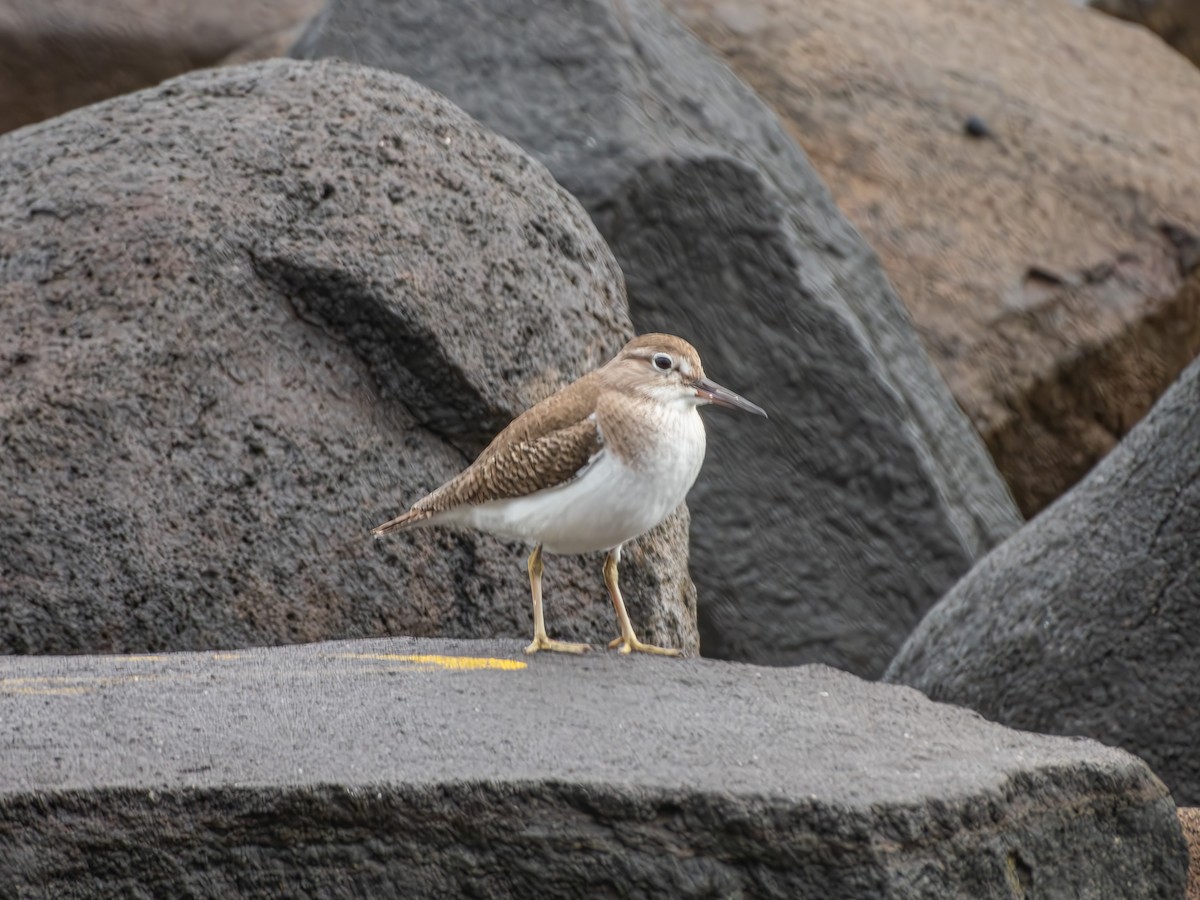 strandsnipe - ML639648945