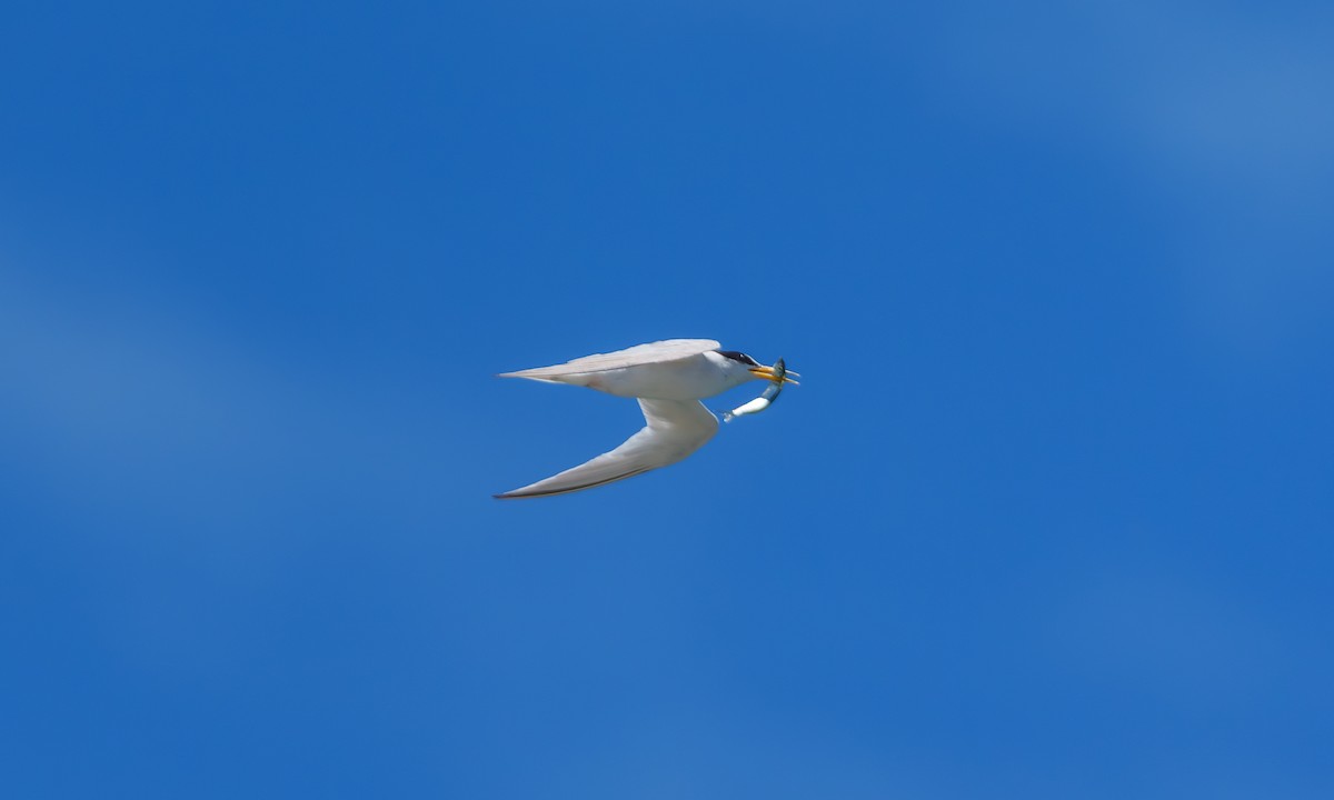 Least Tern - ML639648950