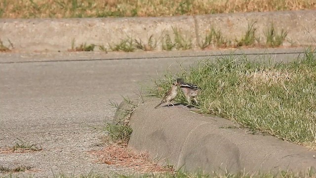 Toygar Serçesi - ML639649099