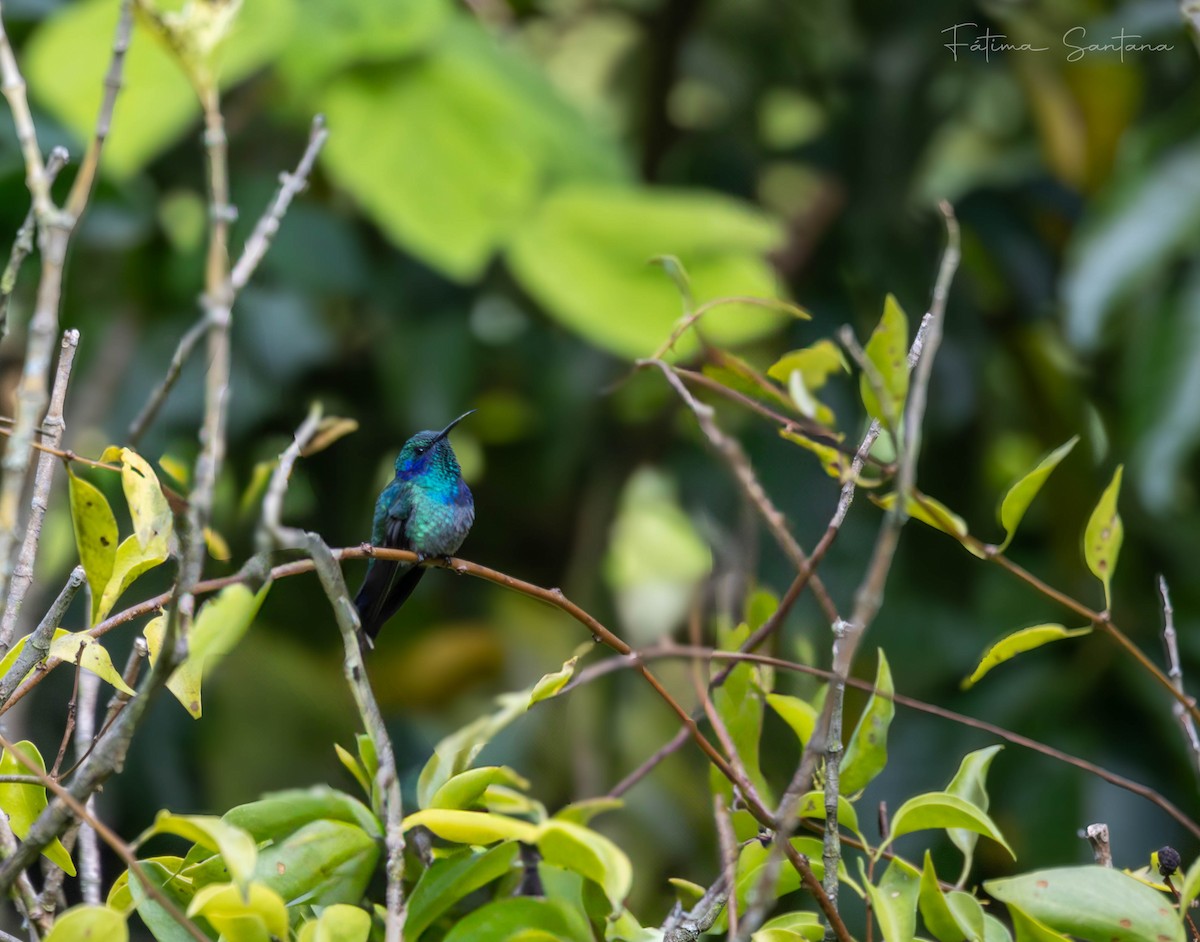 Mexican Violetear - ML639649104