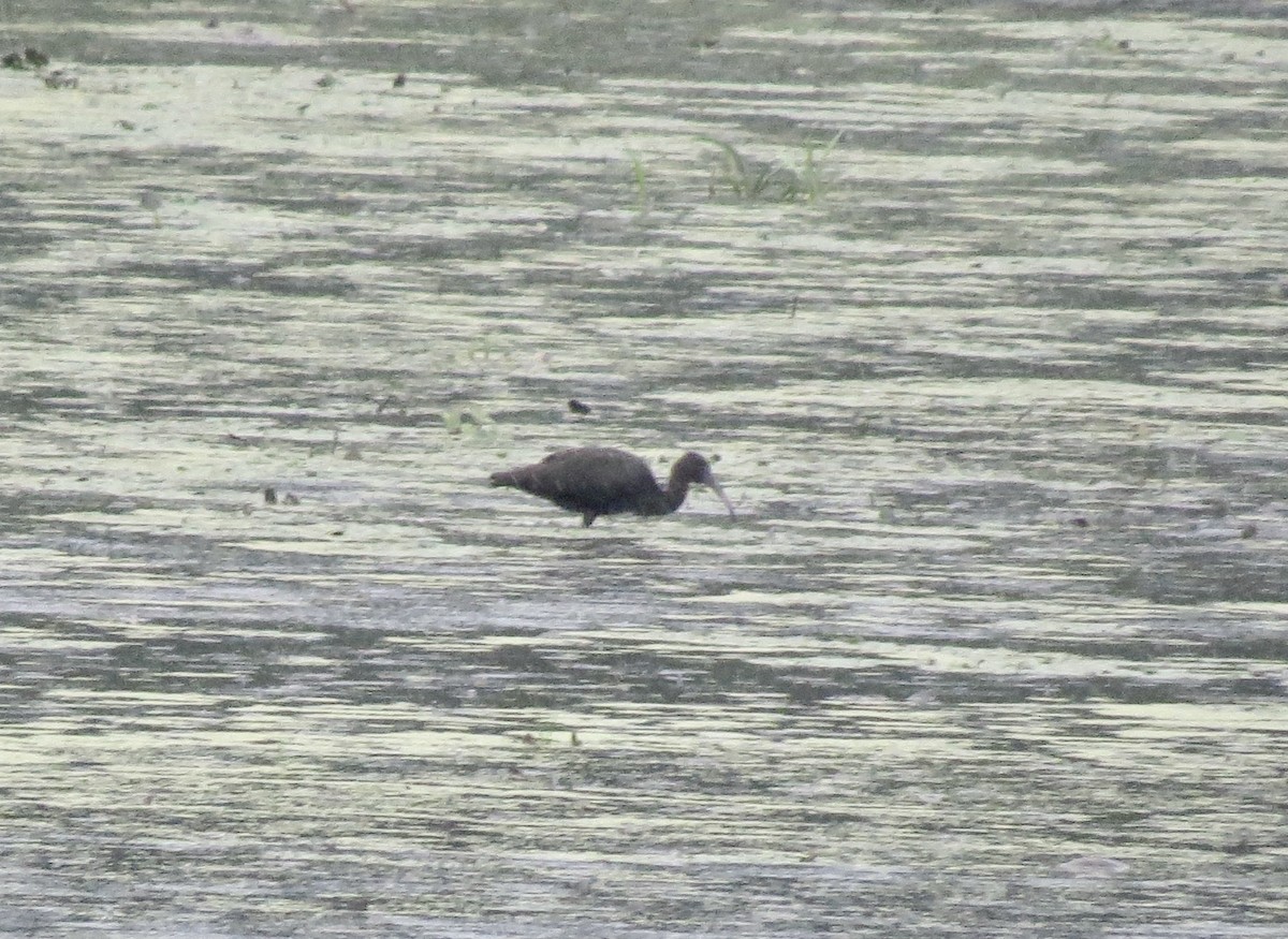 Glossy Ibis - ML639649109